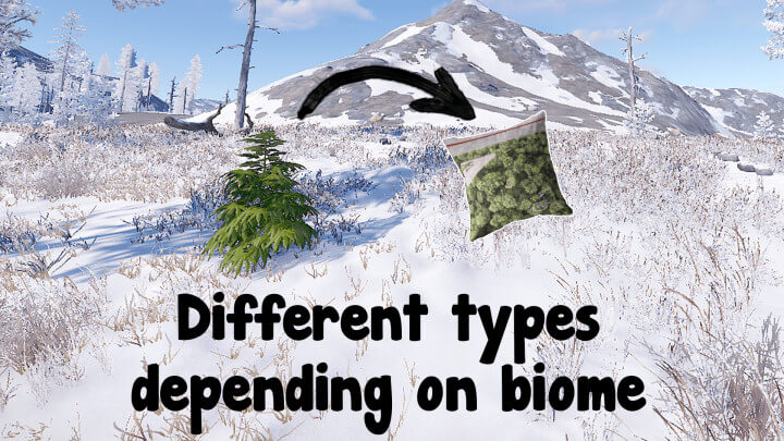 Rust Ganja All Products