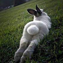 wabbit_420